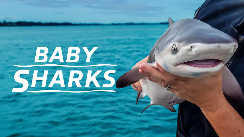 Watch Baby Sharks Streaming Online