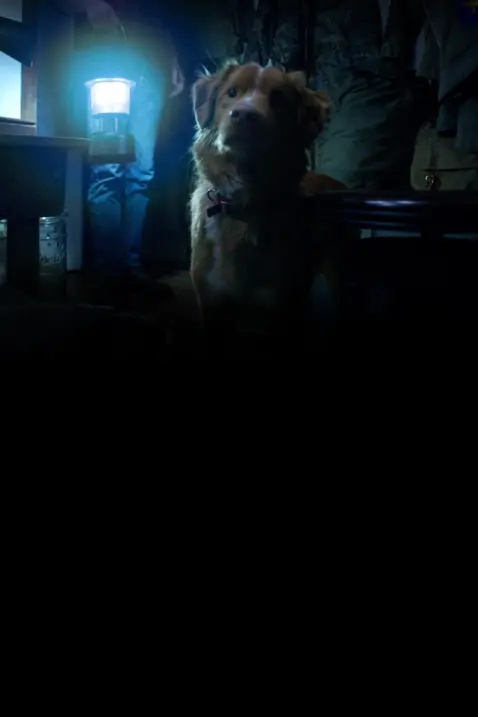 Good Boy